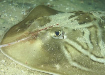 WARNING: Disturbing footage of Banjo Shark with Cranial Split. Filmed by Jane Bowman | aquasport.tv