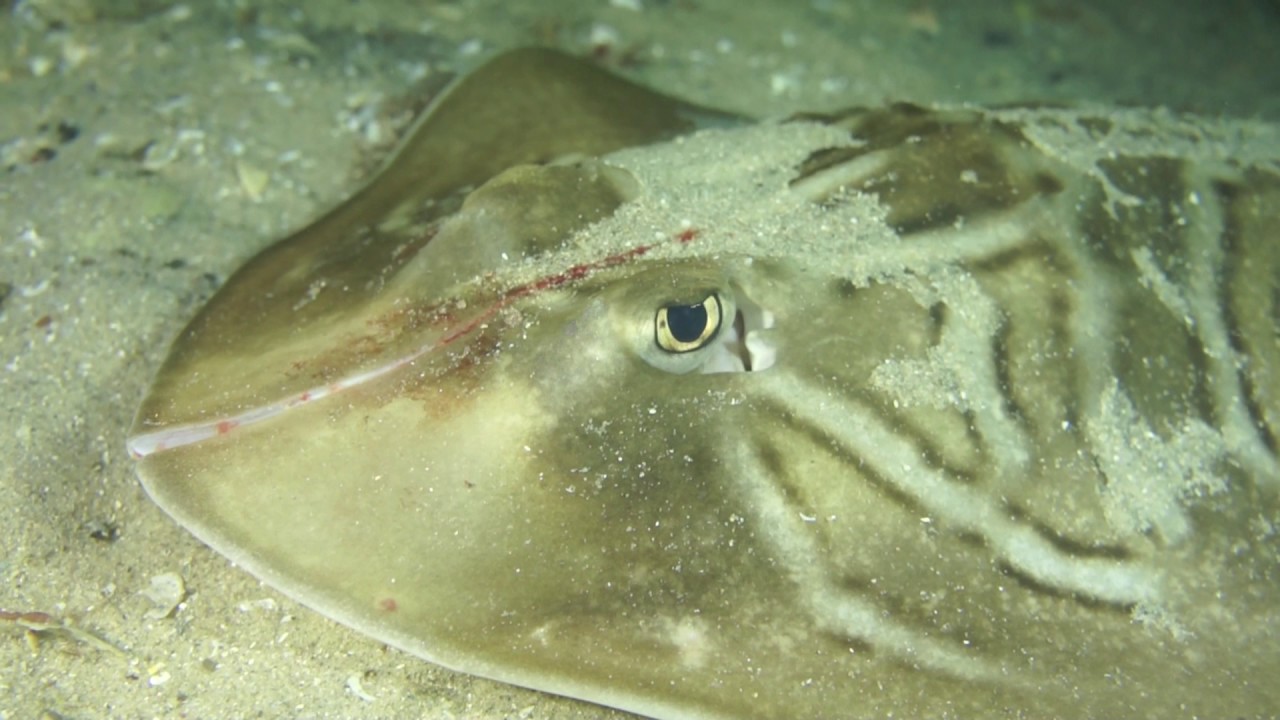 WARNING: Disturbing footage of Banjo Shark with Cranial Split. Filmed by Jane Bowman | aquasport.tv