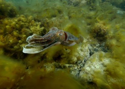 Cuttlefish Breeding South Australia | aquasport.tv