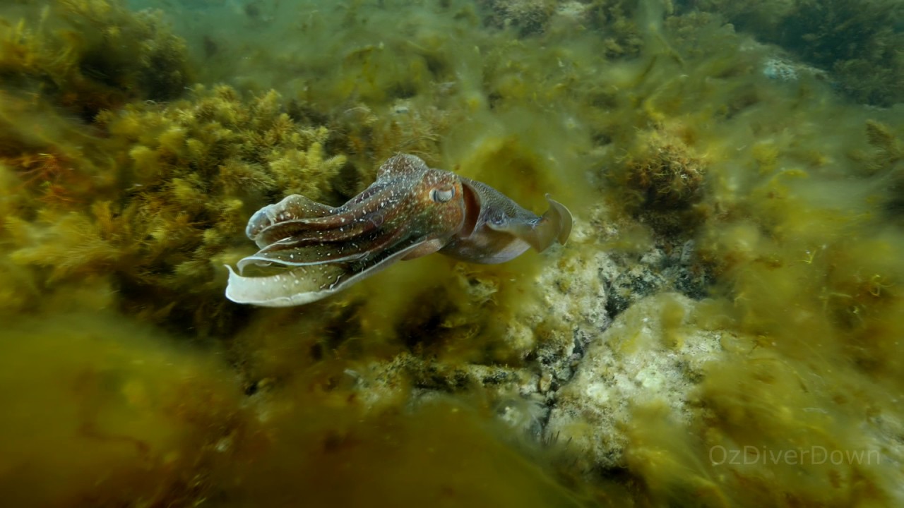 Cuttlefish Breeding South Australia | aquasport.tv