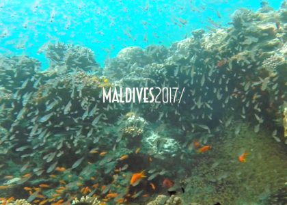 MALDIVES Alifu atoll with sharks and mantas