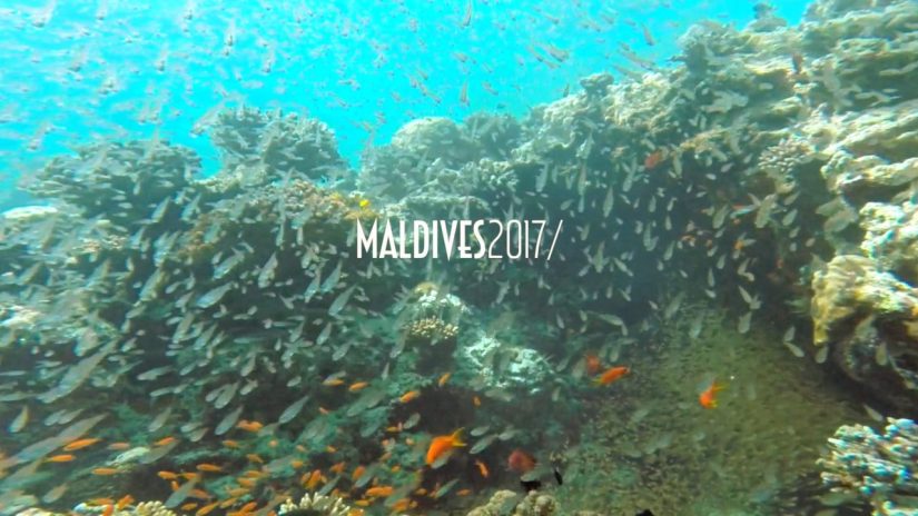 MALDIVES Alifu atoll with sharks and mantas