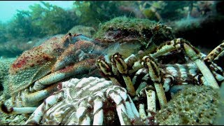 SPIDER CRAB MOLTING ITS SHELL !!!