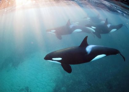 Freediving mit Orcas | aquasport.tv