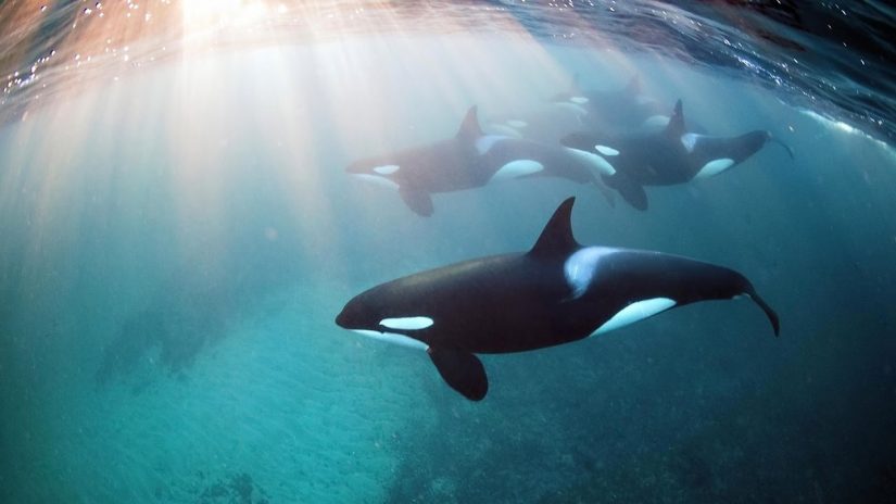 Freediving mit Orcas | aquasport.tv