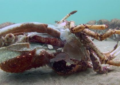 Spider Crabs  Mass Moulting 2017 | aquasport.tv