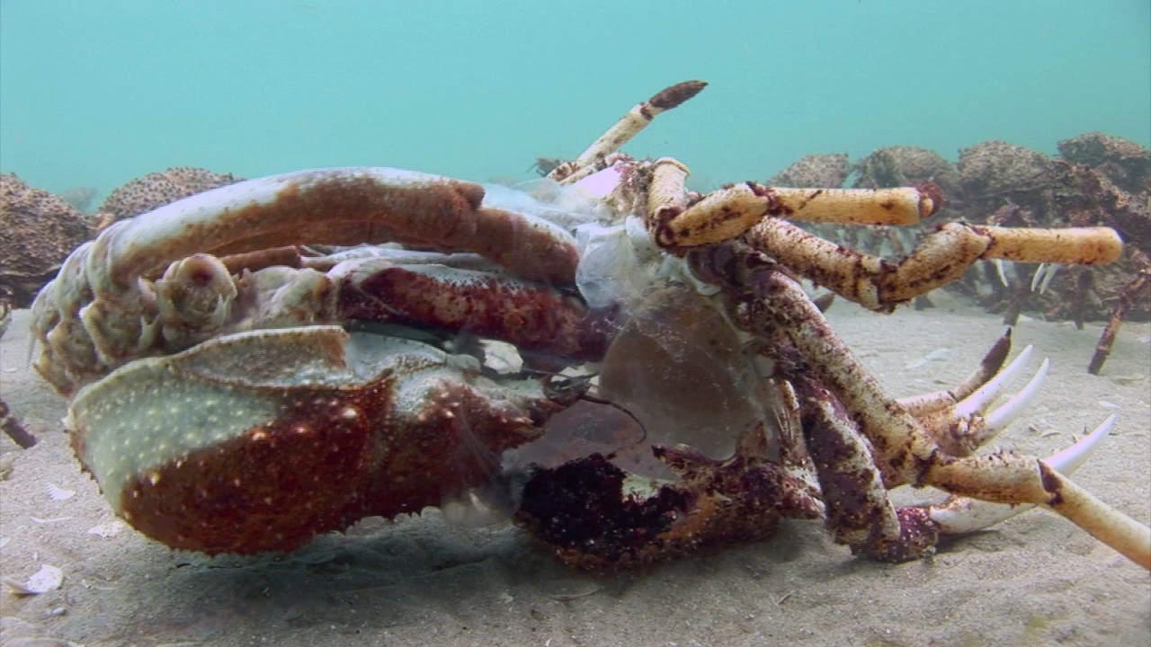 Spider Crabs  Mass Moulting 2017 | aquasport.tv