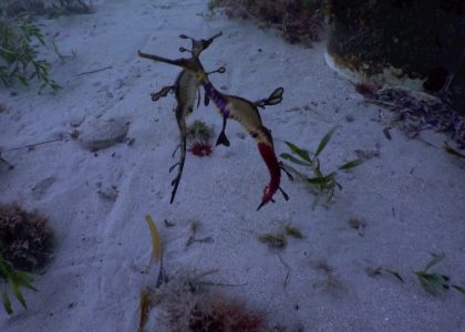 Weedy SeaDragon egg exchange. | aquasport.tv