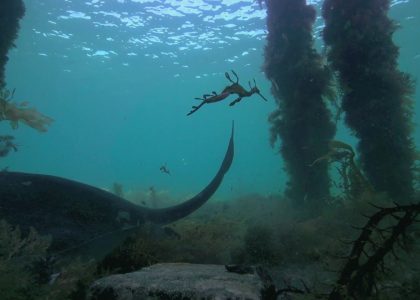Weedy Seadragons in the pathways of Stingrays | aquasport.tv