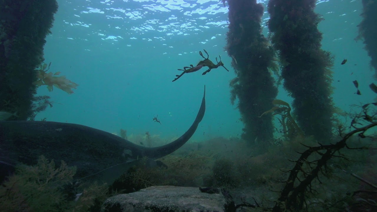 Weedy Seadragons in the pathways of Stingrays | aquasport.tv
