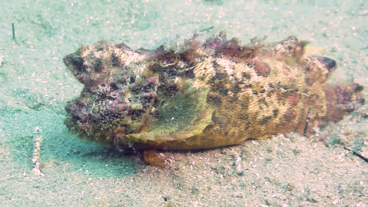 Funny Fish Walking Across Ocean Floor