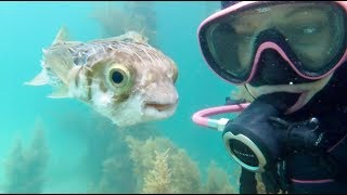 When your BEST FRIEND is a PUFFERFISH | aquasport.tv