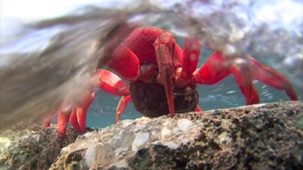 Red Crab egg release | aquasport.tv