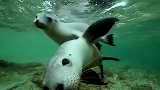 Slowing-down-with-Sea-Lions