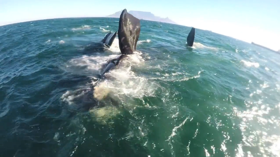 Kiteboarding with Whales on Cape Town!
