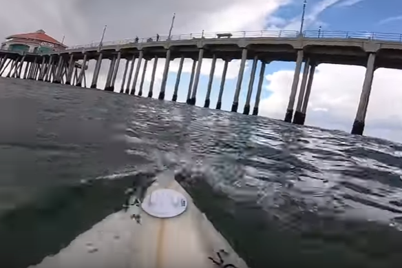 A SURFER SAVED A BIRD DURING HIS FOOTAGE